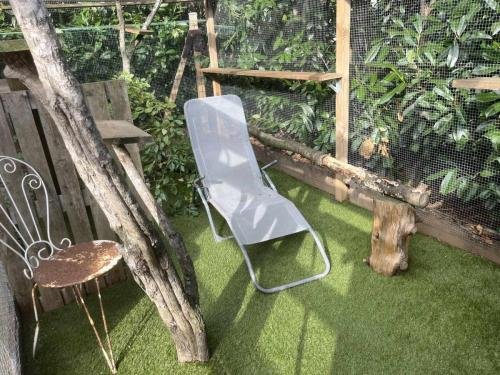 elevage sphynx cornish rex