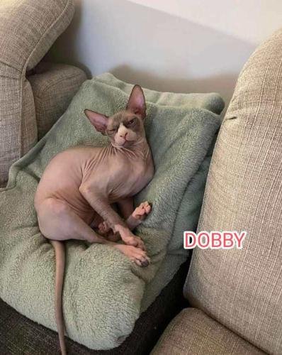 eleveur sphynx et cornish rexadoptant paris, sarthe, bretagne, maine et loire, vendee, deux sevres, grenoble, indre et loire, cher, nord, belgique vienne loiret, cotes d'armor, bretagne