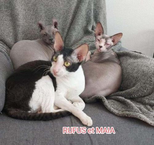 eleveur sphynx et cornish rexadoptant paris, sarthe, bretagne, maine et loire, vendee, deux sevres, grenoble, indre et loire, cher, nord, belgique vienne loiret, cotes d'armor, bretagne
