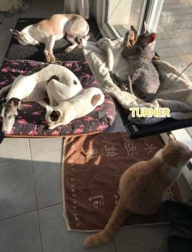 eleveur sphynx et cornish rexadoptant paris, sarthe, bretagne, maine et loire, vendee, deux sevres, grenoble, indre et loire, cher, nord, belgique vienne loiret, cotes d'armor, bretagne