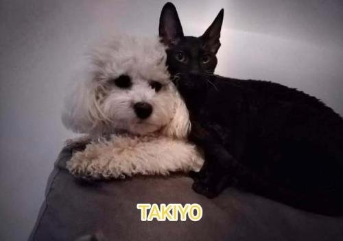 eleveur sphynx et cornish rexadoptant paris, sarthe, bretagne, maine et loire, vendee, deux sevres, grenoble, indre et loire, cher, nord, belgique vienne loiret, cotes d'armor, bretagne