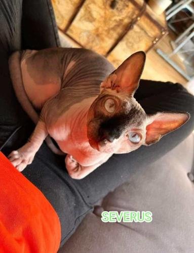 eleveur sphynx et cornish rexadoptant paris, sarthe, bretagne, maine et loire, vendee, deux sevres, grenoble, indre et loire, cher, nord, belgique vienne