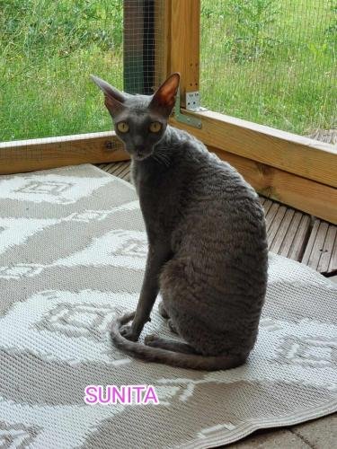 eleveur sphynx et cornish rexadoptant paris, sarthe, bretagne, maine et loire, vendee, deux sevres, grenoble, indre et loire, cher, nord, belgique