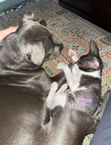 eleveur sphynx et cornish rexadoptant paris, sarthe, bretagne, maine et loire, vendee, deux sevres, grenoble, indre et loire, cher, nord, belgique vienne loiret, cotes d'armor, bretagne