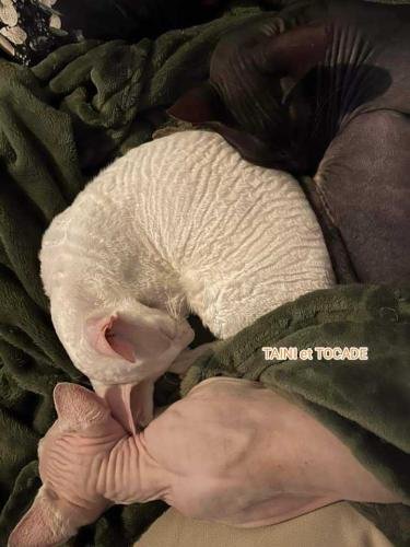 eleveur sphynx et cornish rexadoptant paris, sarthe, bretagne, maine et loire, vendee, deux sevres, grenoble, indre et loire, cher, nord, belgique vienne loiret, cotes d'armor, bretagne