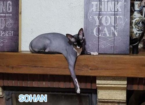 eleveur sphynx et cornish rexadoptant paris, sarthe, bretagne, maine et loire, vendee, deux sevres, grenoble, indre et loire, cher, nord, belgique vienne