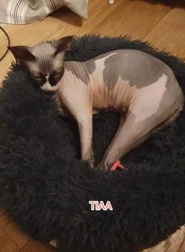 eleveur sphynx et cornish rexadoptant paris, sarthe, bretagne, maine et loire, vendee, deux sevres, grenoble, indre et loire, cher, nord, belgique vienne loiret, cotes d'armor, bretagne