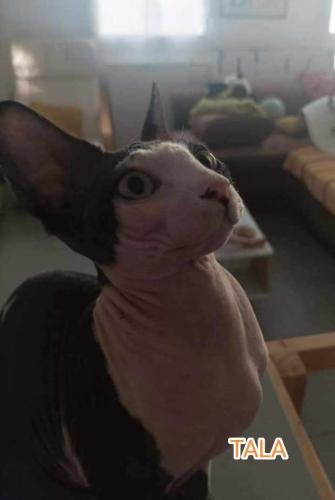 eleveur sphynx et cornish rexadoptant paris, sarthe, bretagne, maine et loire, vendee, deux sevres, grenoble, indre et loire, cher, nord, belgique vienne loiret, cotes d'armor, bretagne toulouse 