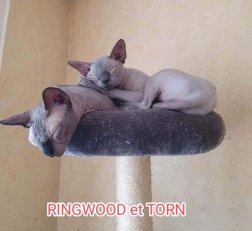 eleveur sphynx et cornish rexadoptant paris, sarthe, bretagne, maine et loire, vendee, deux sevres, grenoble, indre et loire, cher, nord, belgique vienne loiret, cotes d'armor, bretagne