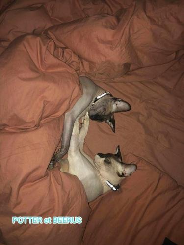 eleveur sphynx et cornish rexadoptant paris, sarthe, bretagne, maine et loire, vendee, deux sevres, grenoble, 