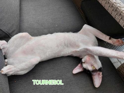 eleveur sphynx et cornish rexadoptant paris, sarthe, bretagne, maine et loire, vendee, deux sevres, grenoble, indre et loire, cher, nord, belgique