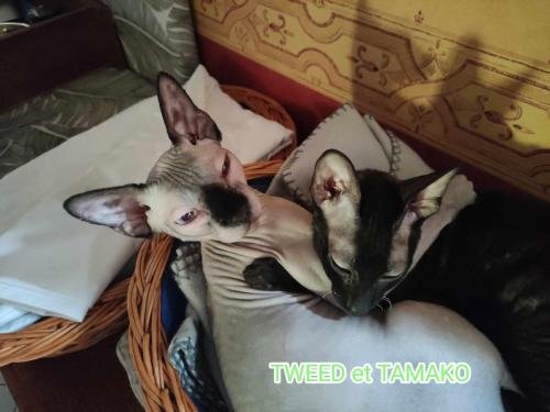 eleveur sphynx et cornish rexadoptant paris, sarthe, bretagne, maine et loire, vendee, deux sevres, grenoble, 