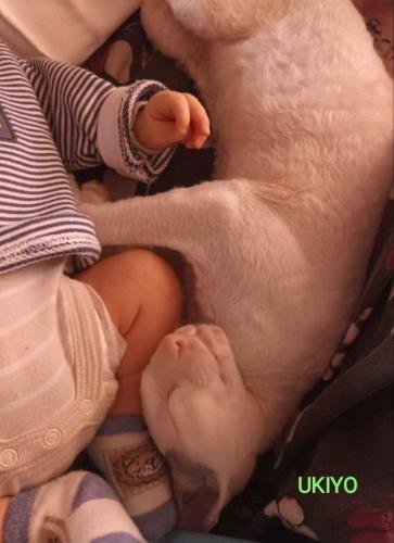 eleveur sphynx et cornish rexadoptant paris, sarthe, bretagne, maine et loire, vendee, deux sevres, grenoble, indre et loire, cher, nord, belgique vienne loiret