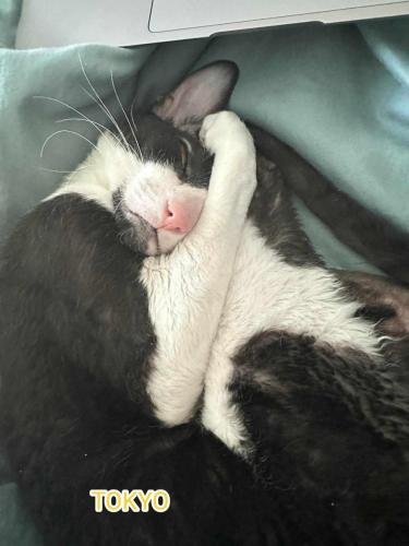 eleveur sphynx et cornish rexadoptant paris, sarthe, bretagne, maine et loire, vendee, deux sevres, grenoble, 