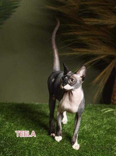 eleveur sphynx et cornish rexadoptant paris, sarthe, bretagne, maine et loire, vendee, deux sevres, grenoble, indre et loire, cher, nord, belgique vienne loiret, cotes d'armor, bretagne