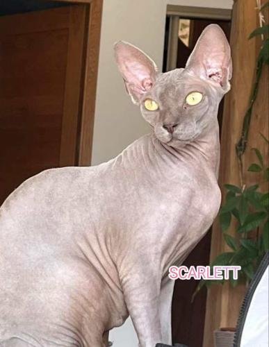 eleveur sphynx et cornish rexadoptant paris, sarthe, bretagne, maine et loire, vendee, deux sevres, grenoble, indre et loire, cher, nord, belgique vienne loiret, cotes d'armor, bretagne