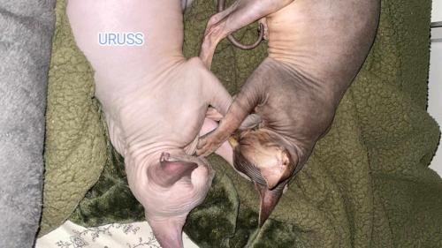 eleveur sphynx et cornish rexadoptant paris, sarthe, bretagne, maine et loire, vendee, deux sevres, grenoble, indre et loire, cher, nord, belgique