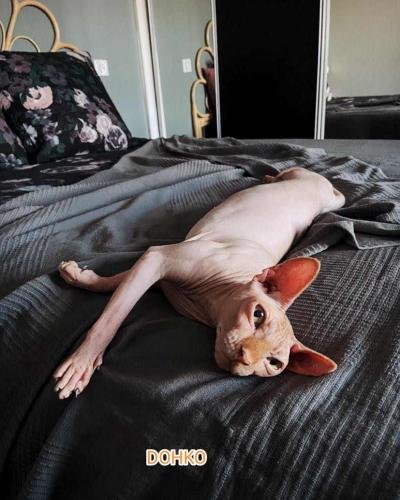 eleveur sphynx et cornish rexadoptant paris, sarthe, bretagne, maine et loire, vendee, deux sevres, grenoble, indre et loire, cher, nord, belgique