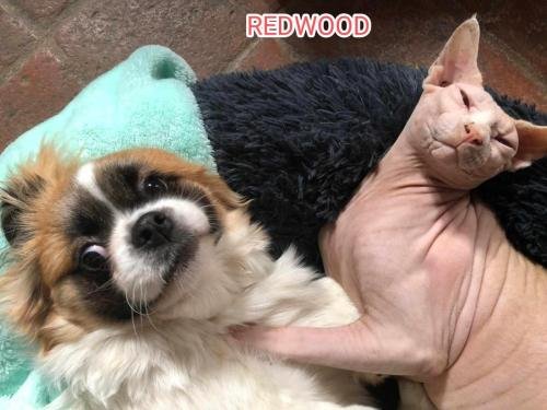 eleveur sphynx et cornish rexadoptant paris, sarthe, bretagne, maine et loire, vendee, deux sevres, grenoble, indre et loire, cher, nord, belgique