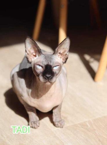 eleveur sphynx et cornish rexadoptant paris, sarthe, bretagne, maine et loire, vendee, deux sevres, grenoble, indre et loire, cher, nord, belgique vienne