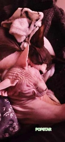 eleveur sphynx et cornish rexadoptant paris, sarthe, bretagne, maine et loire, vendee, deux sevres, grenoble, indre et loire, cher, nord, belgique