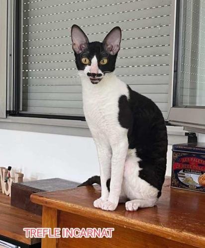 eleveur sphynx et cornish rexadoptant paris, sarthe, bretagne, maine et loire, vendee, deux sevres, grenoble, indre et loire, cher, nord, belgique vienne loiret, cotes d'armor, bretagne