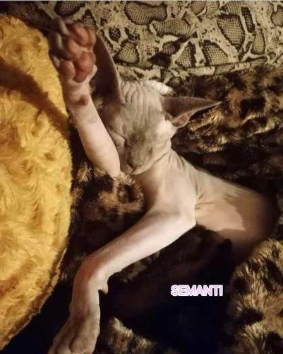 eleveur sphynx et cornish rexadoptant paris, sarthe, bretagne, maine et loire, vendee, deux sevres, grenoble, indre et loire, cher, nord, belgique vienne loiret, cotes d'armor, bretagne