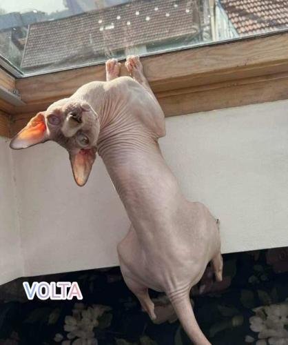 eleveur sphynx et cornish rexadoptant paris, sarthe, bretagne, maine et loire, vendee, deux sevres, grenoble, indre et loire, cher, nord, belgique vienne