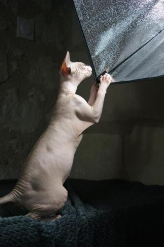 chatterie flower bomb deux sevreschat sphynx, cmh chat nu, chaton, chat compagnie couleur seal point et blanc photo