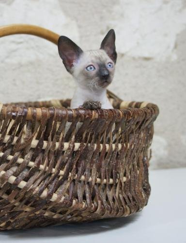 chatterie flower bomb deux sevres maine et lirechat  cornish rex,  chat poil frisés chaton, chat compagnie couleur  pointchatons 