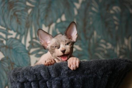 chatterie flower bomb deux sevreschat sphynx, cmh chat nu, chaton, chat compagnie