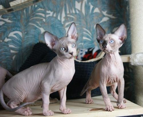 chatterie flower bomb deux sevreschat sphynx, cmh chat nu, chaton, chat compagnie