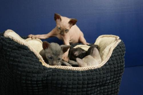 chatterie flower bomb deux sevreschat sphynx, cmh chat nu, chaton, chat compagnie