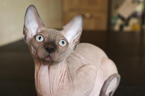 chatterie flower bomb deux sevreschat sphynx, cmh chat nu, chaton, chat compagnie couleur blue mink