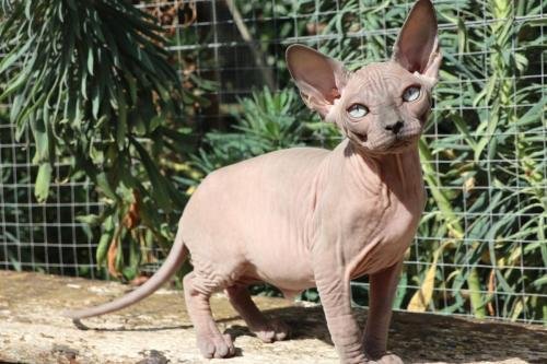 chatterie flower bomb bretagne chat sphynx cmh chat nu blue mink