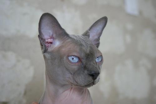 chatterie flower bomb deux sevreschat sphynx, cmh chat nu, chaton, chat compagnie couleur blue mink