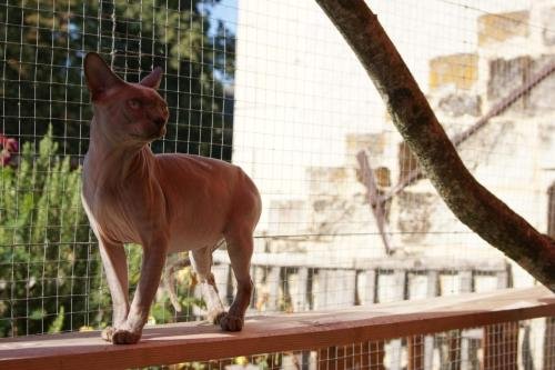 chatterie flower bomb deux sevreschat sphynx, cmh chat nu, chaton, chat compagnie couleur blue mink